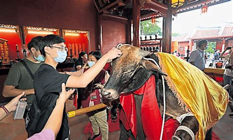 智慧毛是什麼|台南祭孔古禮登場 師生拔牛毛求智慧